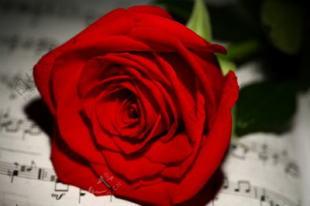 红色玫瑰花与五线谱图片
