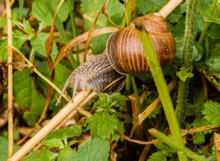 植物茎上的蜗牛图片