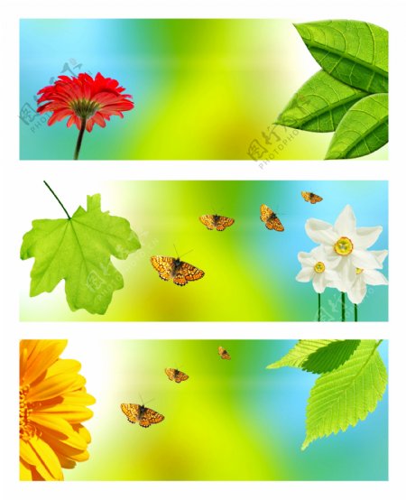 绿色树叶蝴蝶背景图片