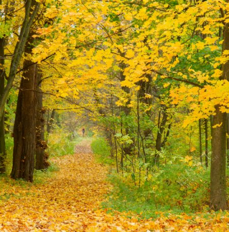 秋季树林道路风景图片