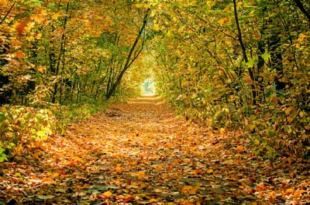 秋天林间小路风景图片