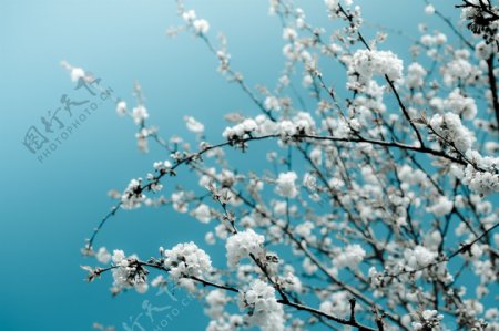 树枝上白色的桃花图片