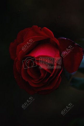 黑花玫瑰