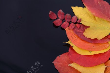 秋天红叶黄以图片