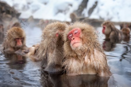 洗澡的猴子图片