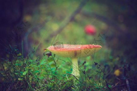 自然草地面绿色霉菌真菌蘑菇amnita伞