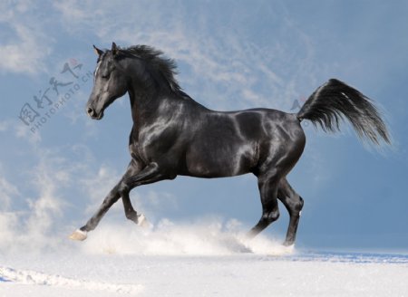 雪地上奔跑的黑马图片