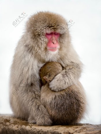 抱着幼崽的猴子图片