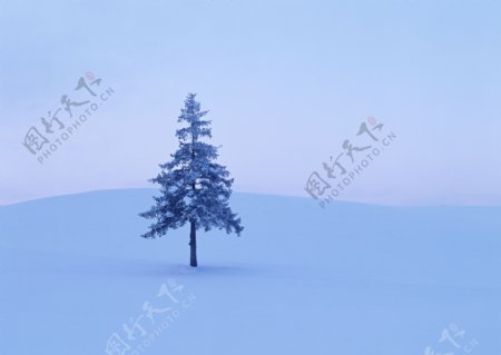 雪地里的树木图片