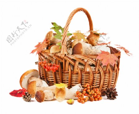 篮子里的蘑菇与树叶图片