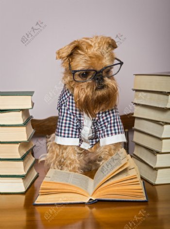 戴眼镜看书的小狗图片