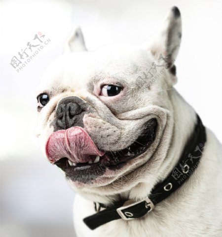 伸舌头的沙皮狗图片