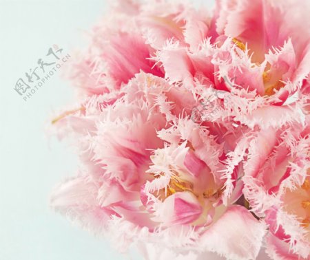 粉红花朵花卉图片
