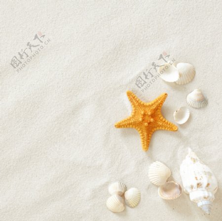 沙滩上的珍珠贝壳图片