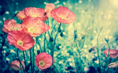 复古红色罂粟花背景图片