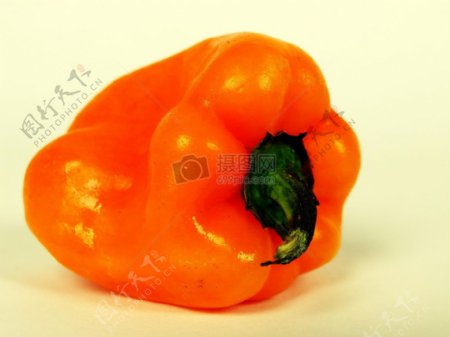 甜椒Orange2.jpg
