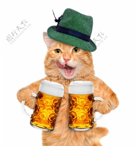 抱着两杯啤酒的小猫图片