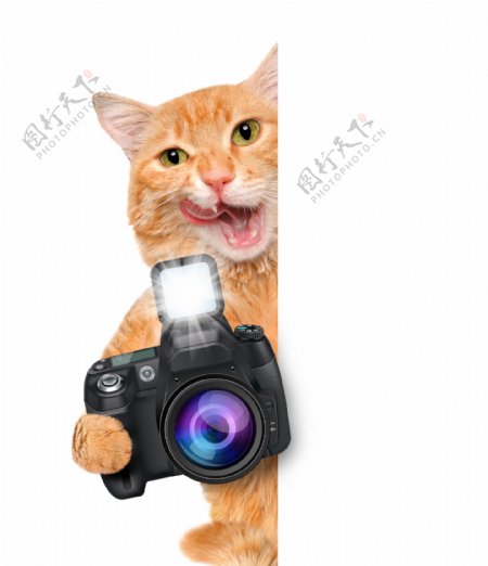 拿照相机的小猫图片