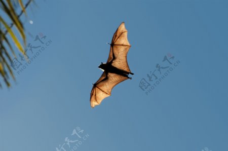 空中飞行的蝙蝠图片