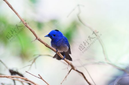 蓝色小鸟图片