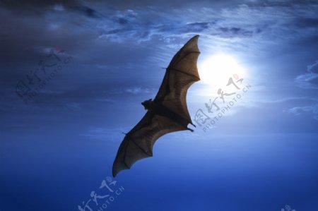 蓝天飞行的蝙蝠图片