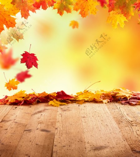 木板上的树叶背景图片