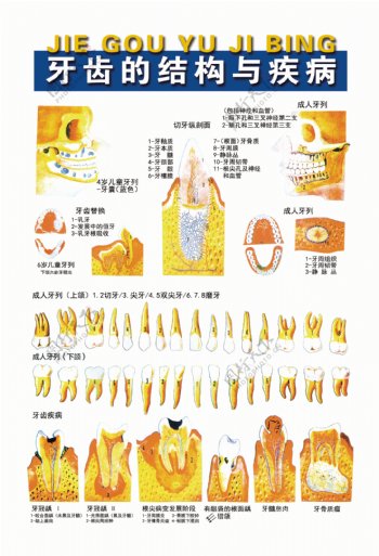 牙齿的结构与疾病