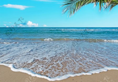 沙滩上的海浪和椰树图片