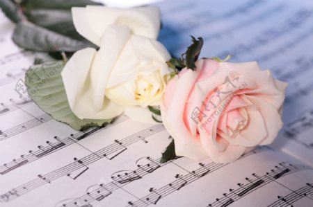 粉色玫瑰与乐谱图片