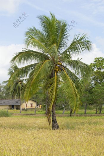 草地上的椰树图片