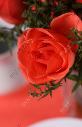 美丽玫瑰摄影图片