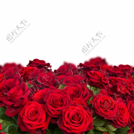 盛开的美丽玫瑰花图片