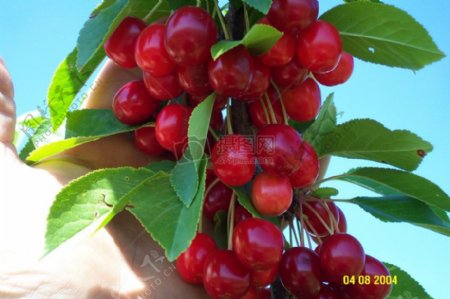 cherries009.jpg