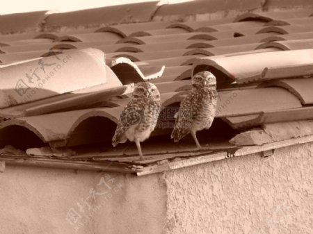 自然鸟夫妇屋顶动物野生动物单色猫头鹰发现城市野生动物
