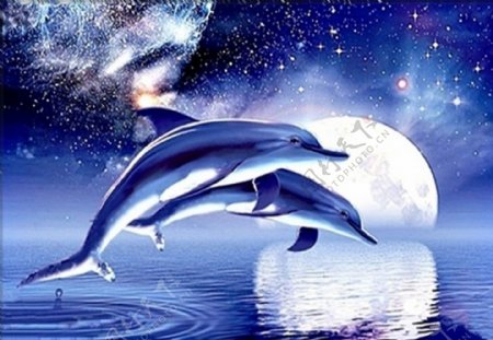 海豚星空