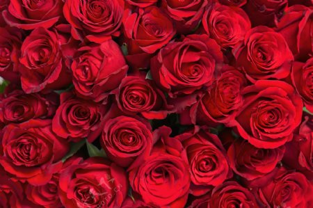 鲜艳的玫瑰花摄影图片