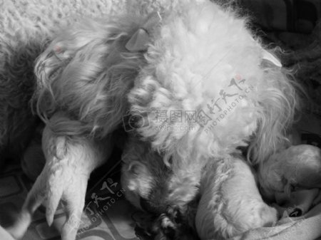 自然狗动物母亲包装休息黑色和白色珍珠新生儿狮子狗小狗婴儿