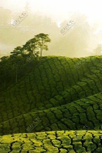 茶山茶园风景图片