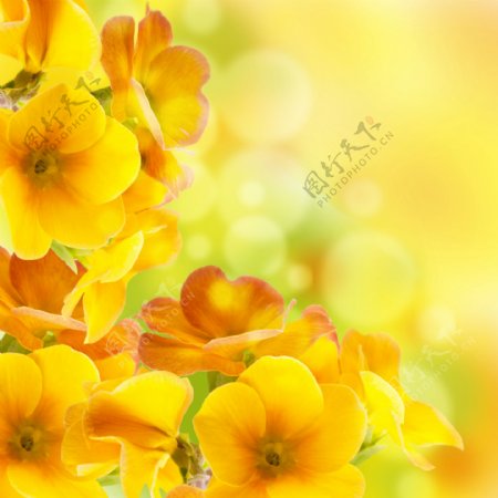 光斑背景黄色花朵图片