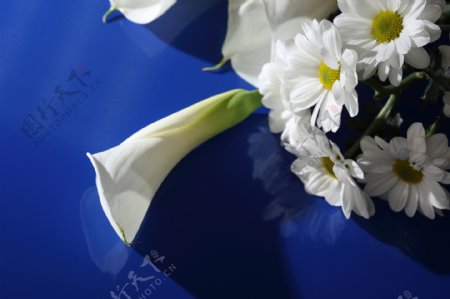 马蹄莲与白色菊花图片