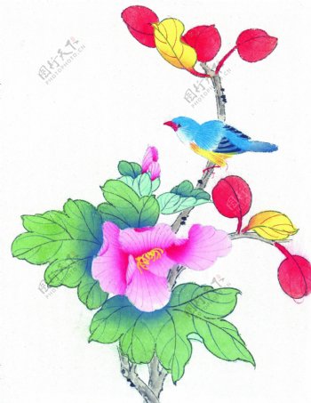喜鹊花卉国画图片