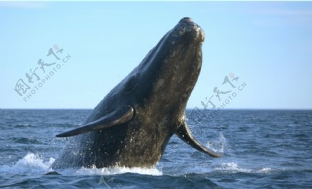 水面的杀人鲸图片
