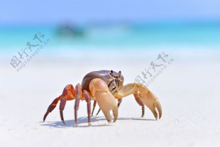 大海螃蟹图片