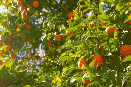 农业农场水果树叶树绿色橘子养殖种植橙色树