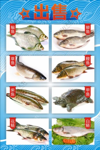 出售各类淡水鱼海报