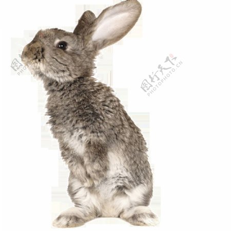 唯美高清兔兔绘画素材