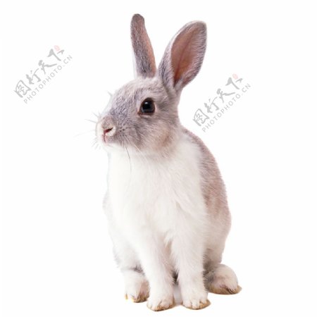 高清唯美兔兔静态素材
