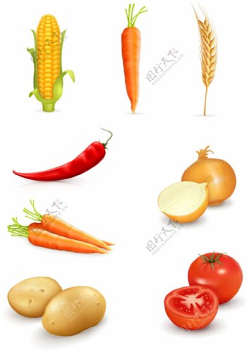 不同的蔬菜写实风格矢量素材集合