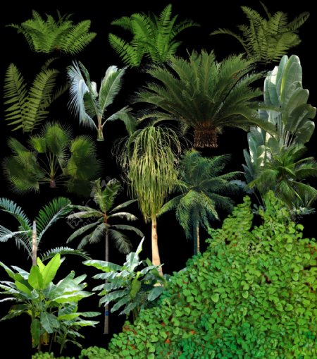热带植物psd分层素材
