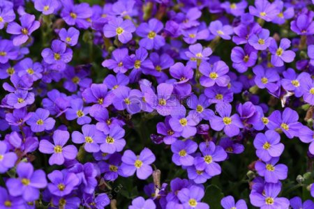 紫颜色的花朵